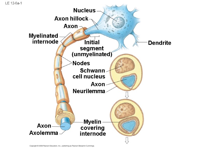 LE 12-6a-1 Nucleus Axon hillock Axon Myelinated internode Initial segment (unmyelinated) Nodes Schwann cell